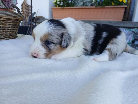Border Collie Australian Shepherd Welpen