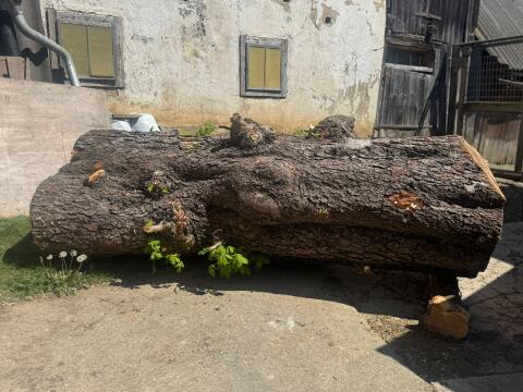 Kastanienbaum, 3 Stämme zu je 2 m