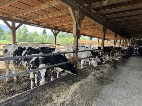 Verkaufe trächtige Holsteinkalbinnen