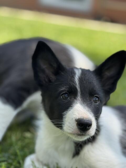 Border Collie Welpen
