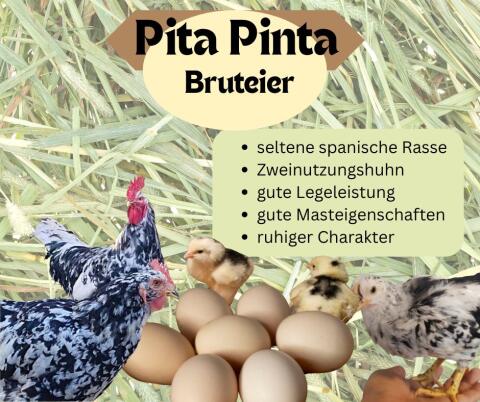 20 Stk. Bruteier Pita Pinta