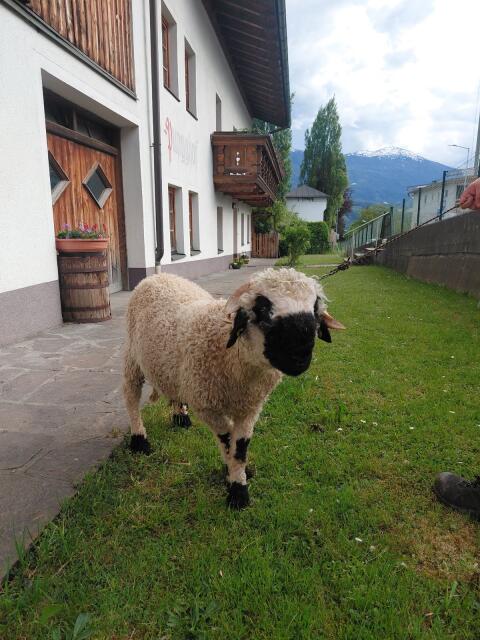 Walliser Schwarznasen Widder