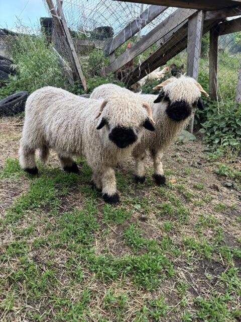Walliser Schwarznasen-Widder