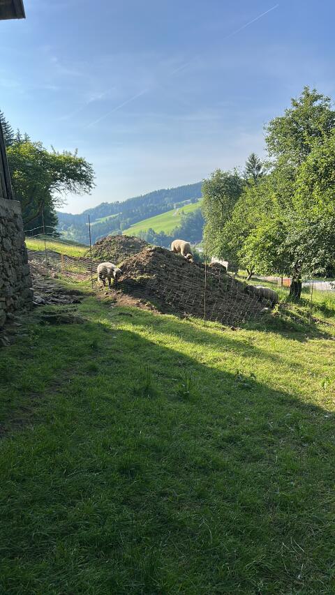 Reinrassige Shropshire Lämmer