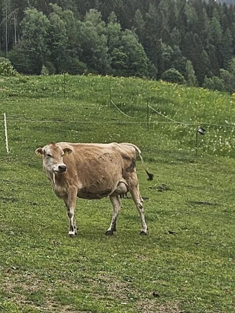 Bio Jersey Kuh