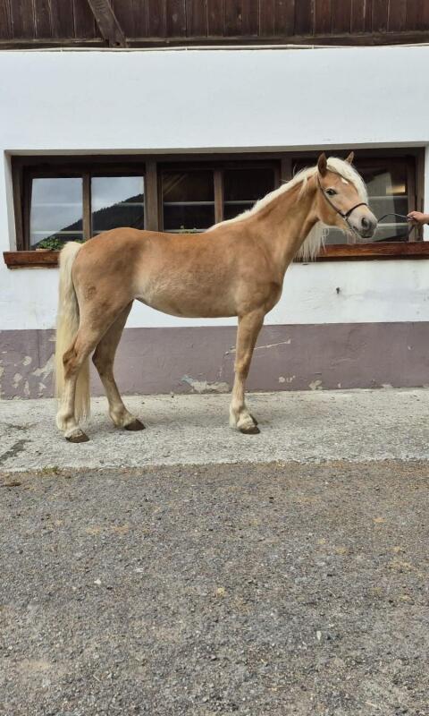 2-jähriger Haflinger zu verkaufen.