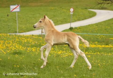 Tiroler Haflinger Wallach, Hengst 2- und 1-jährig, Fohlen