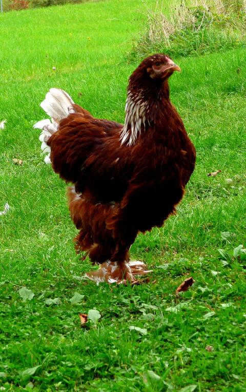 Bruteier Brahma rotweiß