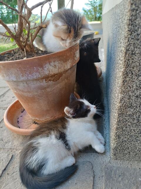 Kleine Katzen