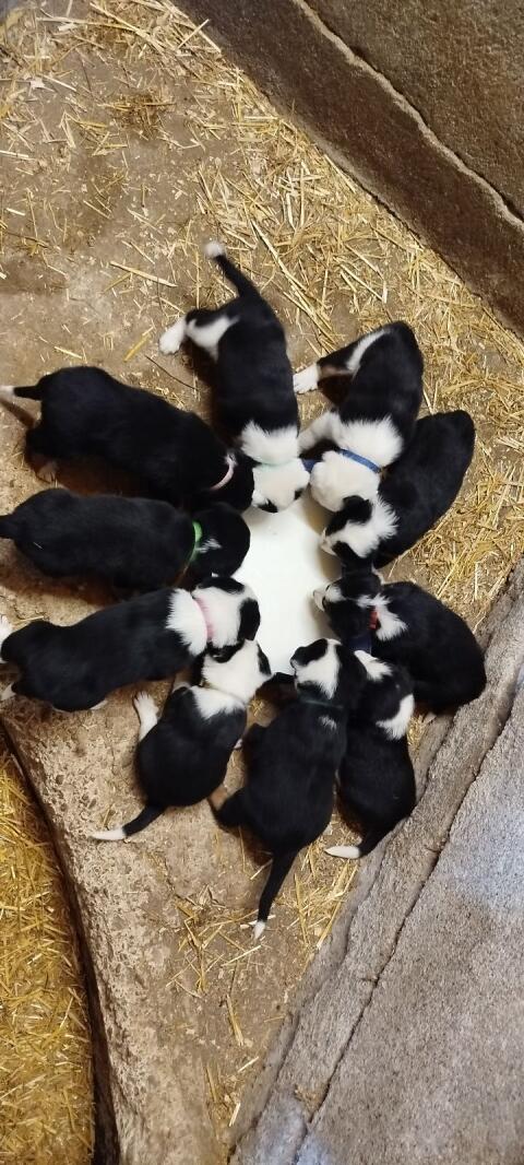 Border Collie, Appenzeller Welpen zu vergeben