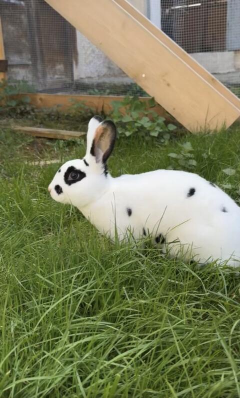 Hasen