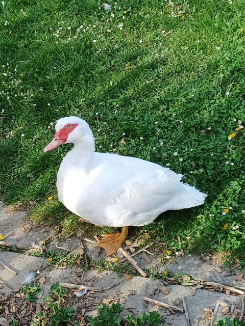 Moschusenten