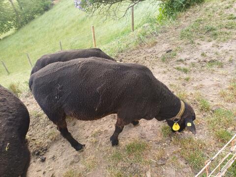 Jura-Widder