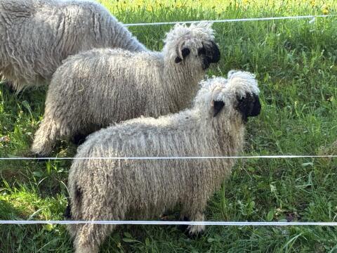 Walliser Schwarznasenschafe, Aue und Widder