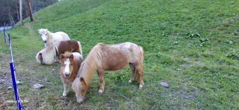 Ronny, Ponys Hengst Absetzer