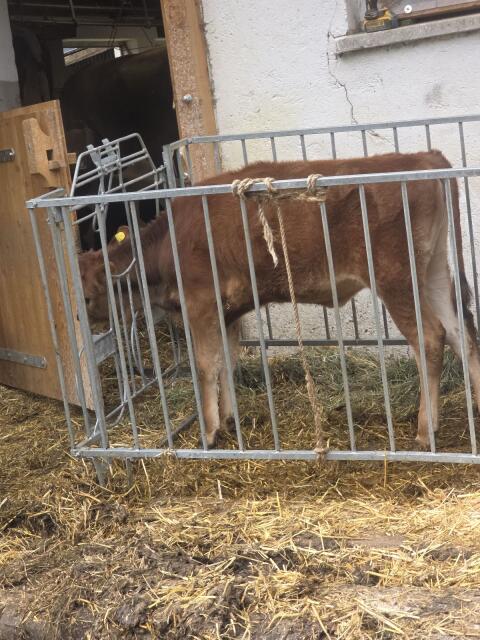 Jersey-Kalb
