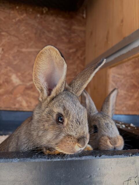 Hasen, Kaninchen