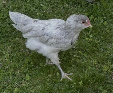 Ameraucana-Hahn