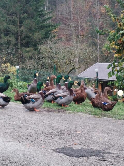 Rouen-Enten, Erpel