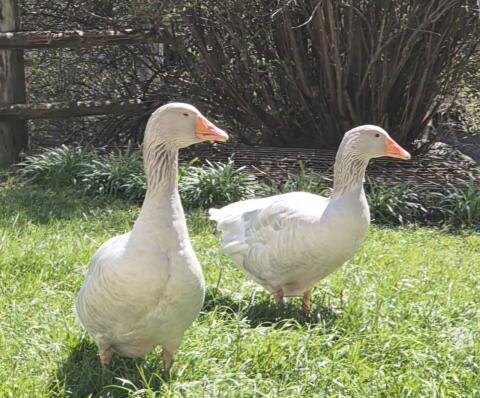 Gänse