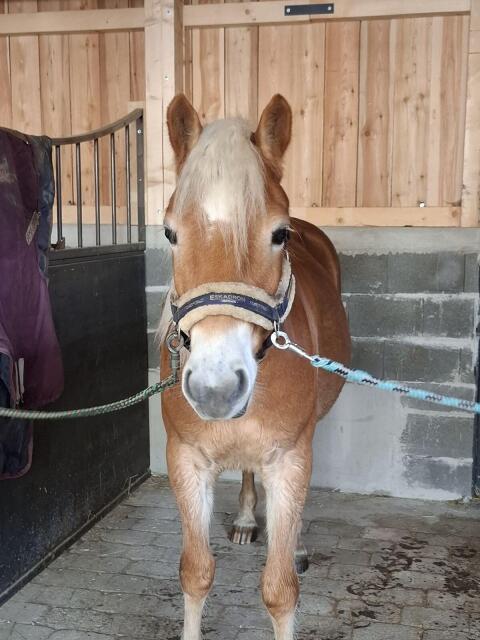 Freier Berittplatz für Ponys, Kleinpferde