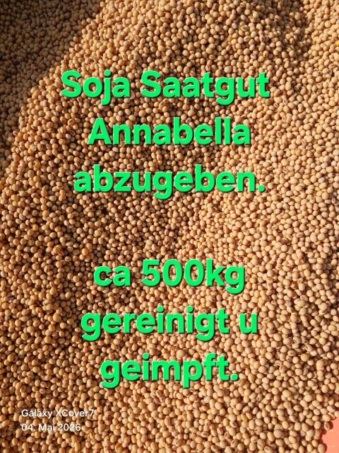Sojabohne Saatgut Annabella