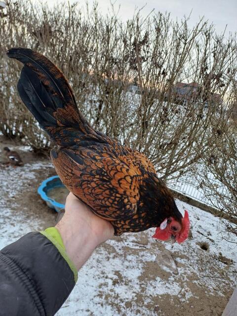 Bantam Sebright Mix Hahn