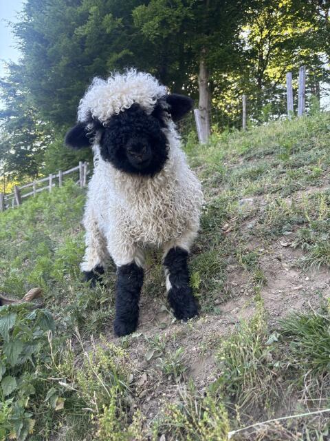 Walliser Schwarznasenaue