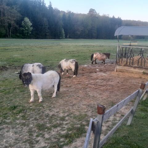 Mini-Shetlandpony