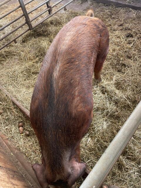 Reinrassiger Bio Duroc Eber, 2 Jahre alt