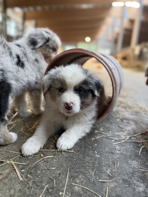 Australian Shepherd Welpen