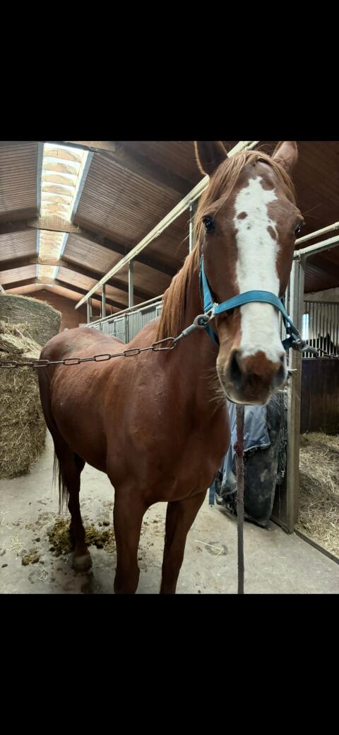 Warmblut-Wallach Freizeitpferd