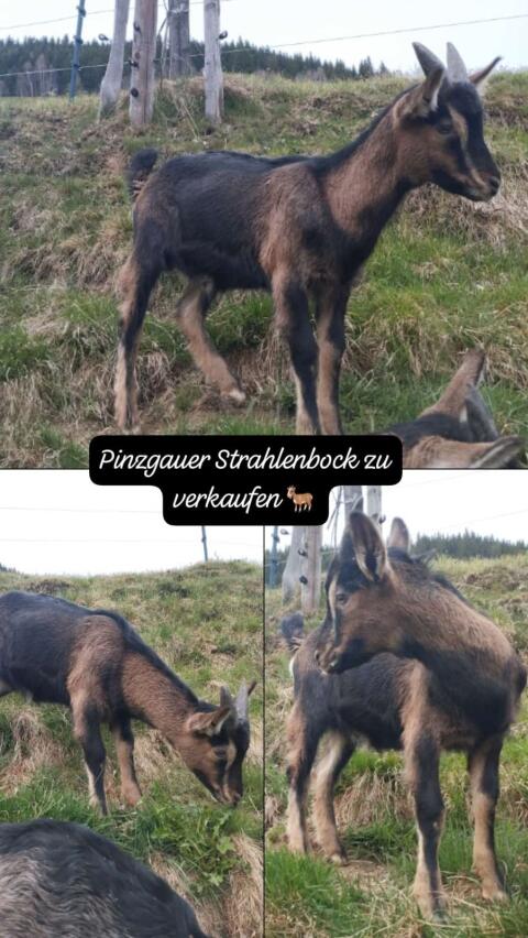 Pinzgauer Strahlenbock