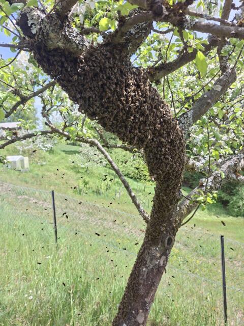 Bienenschwärme