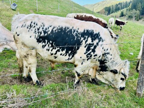 Pustertaler Sprinzen Stier