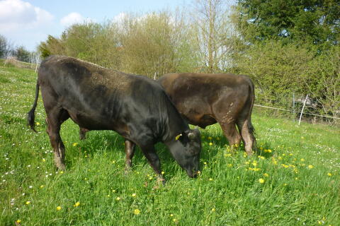 Wagyu F2 Jungstier