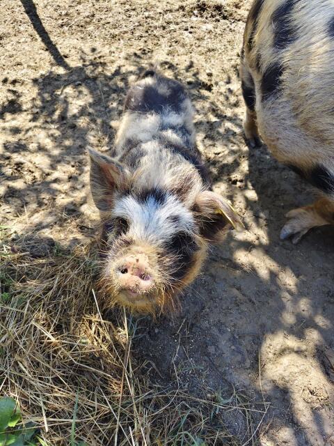 Kune Kune Eber