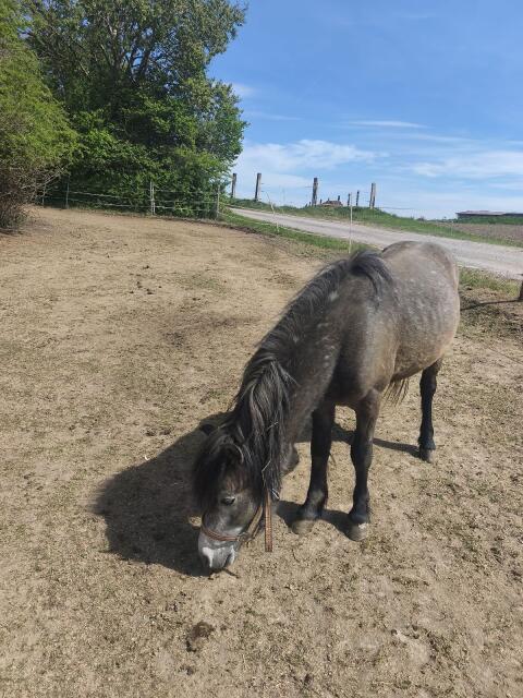 Ponys
