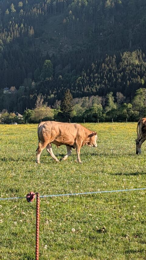 Blonde d'Aquitaine Zuchtstier