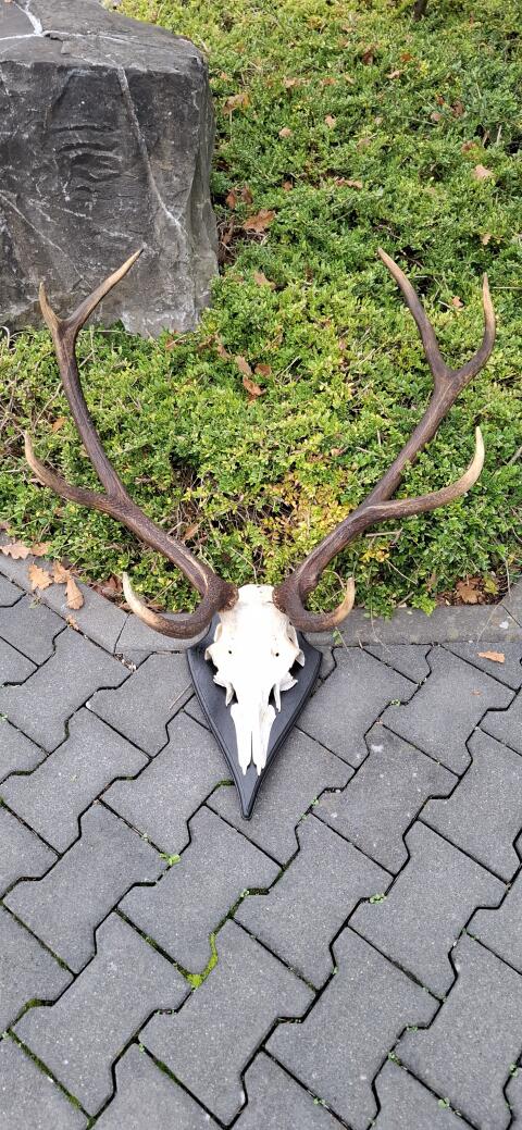 Hirschgeweih / Rothirch