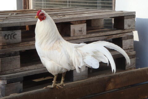 Bruteier Deutsches Buschhuhn