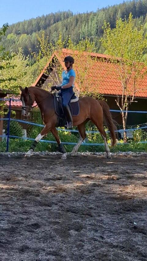 Freier Berittplatz für Ponys, Kleinpferde