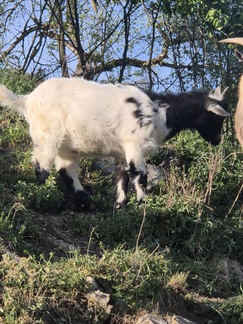 Zwergziegenbock