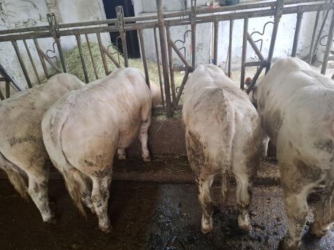Charolais