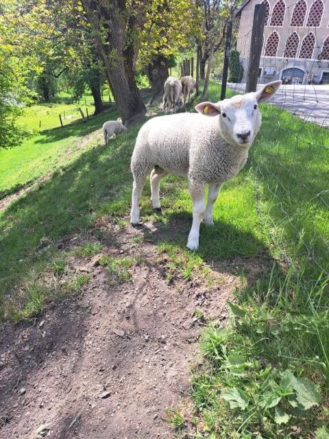 Texel-Widder