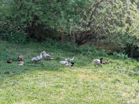 Laufenten, Erpel, Enten und Paare