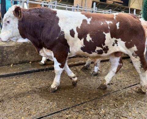 Verkaufe homozygot hornlose Bio-Stiere
