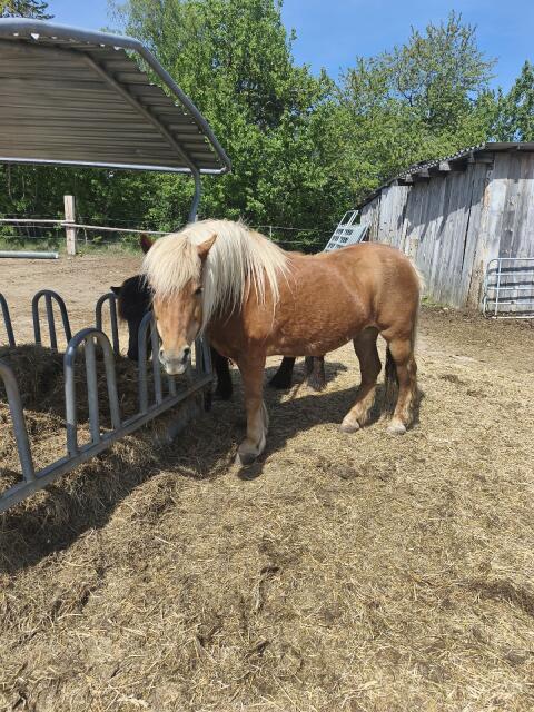 Haflinger Stute