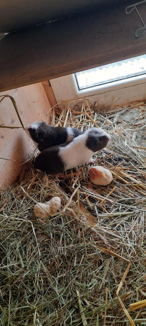 Meerschweinchen