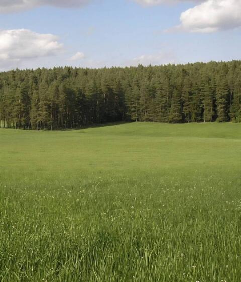 2. Schnitt, Bio
